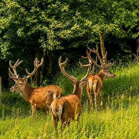 Golden Doe - Z Prywatnym - By Deer Hills Luxury Дом отдыха