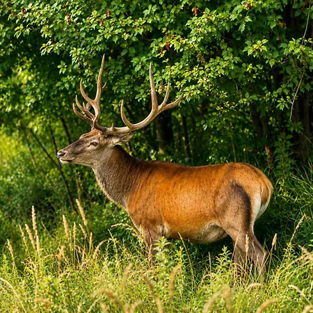 Дом отдыха Golden Doe - Z Prywatnym - By Deer Hills Luxury Kocon